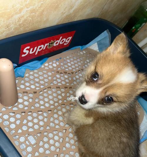 柯基犬智商排名（柯基犬在同类中聪明吗？智商如何？）