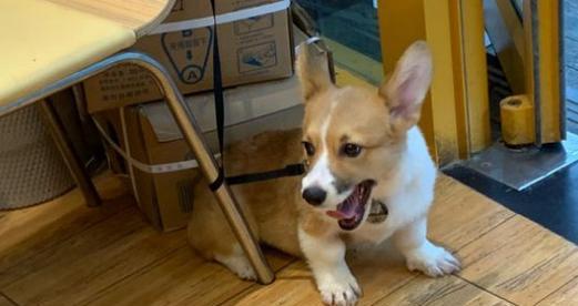 柯基犬的健康生活--水果与蔬菜篇（让你的柯基吃得健康、长得健康）