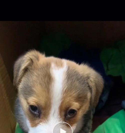 揭秘柯基犬拉稀的原因（探究柯基犬拉稀的诱因及预防方法）