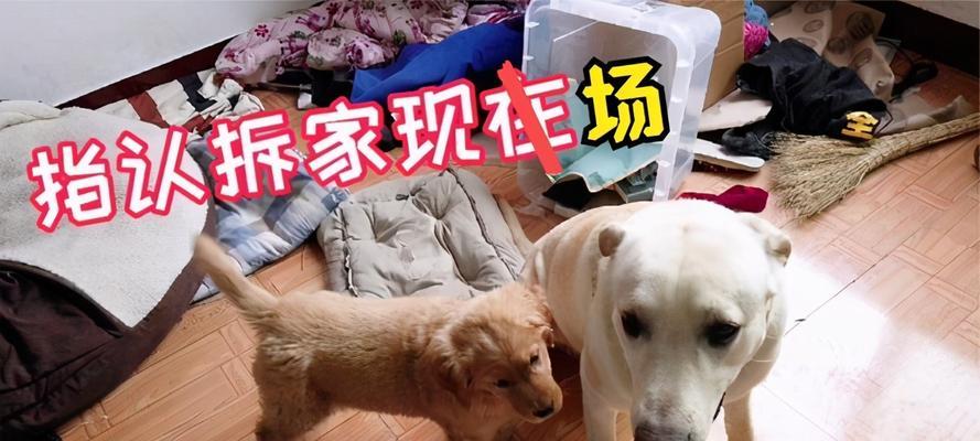 拉布拉多必学的12个生活规矩（以宠物为主，让你的拉布拉多成为出色的家庭伙伴）