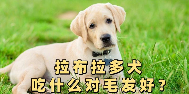 拉布拉多美食指南（宠物也有味蕾，你知道吗？）