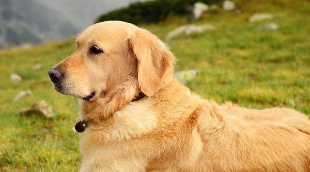 如何训练拉布拉多犬的智商？（掌握这些训练方法，让宠物成为智商高手）