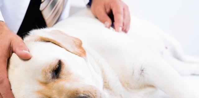 拉布拉多感染虫的表现（宠物犬出现虫感染的症状及处理方法）
