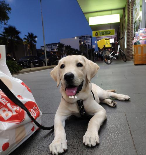 拉布拉多幼犬千万不能吃的食物（宠物主人必读，避免喂食食物引发健康问题）