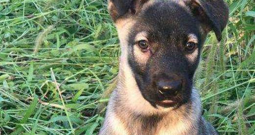 以狼青幼犬喂养指南（注意事项、宠物的健康）