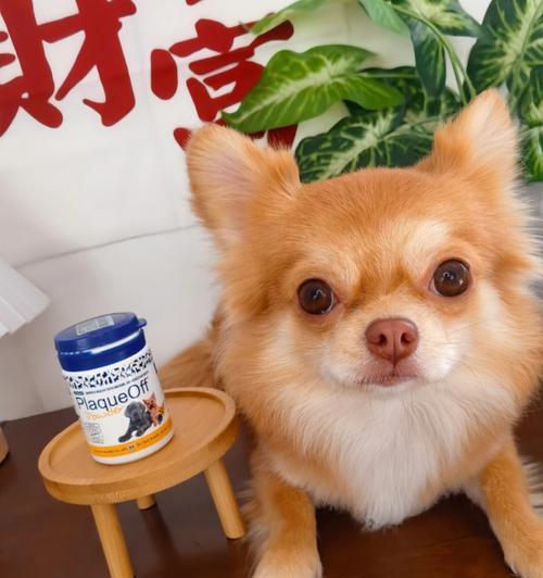 老年狗狗牙齿健康的挑战（探讨老年狗狗牙科疾病的类型及预防方法）