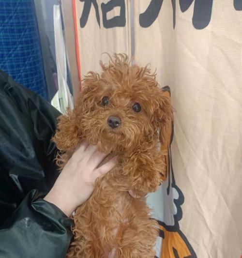 两个月大的泰迪狗狗可以洗澡吗？（初次为宠物洗澡需要注意些什么？）
