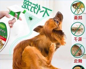 以马尔济斯犬身上有虱子怎么办？（宠物养护小贴士，解决你的烦恼）