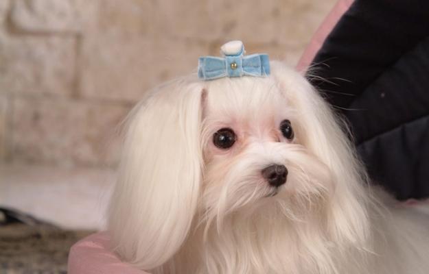 为什么以马尔济斯犬养的人群不多？（探索马尔济斯犬养的人群心理及宠物饲养特点）