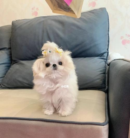 以马尔济斯不吃狗粮的原因（为什么我的宠物不吃狗粮了？）