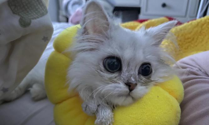 新环境对猫咪的应激反应（宠物猫到新环境可能遇到哪些困难）