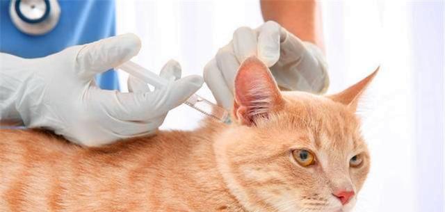 猫咪发烧症状辨识指南（如何判断猫咪是否发烧？掌握这些症状！）