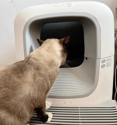 猫咪为什么故意不用猫砂盆？（探究猫咪不用猫砂盆的原因及解决方法）