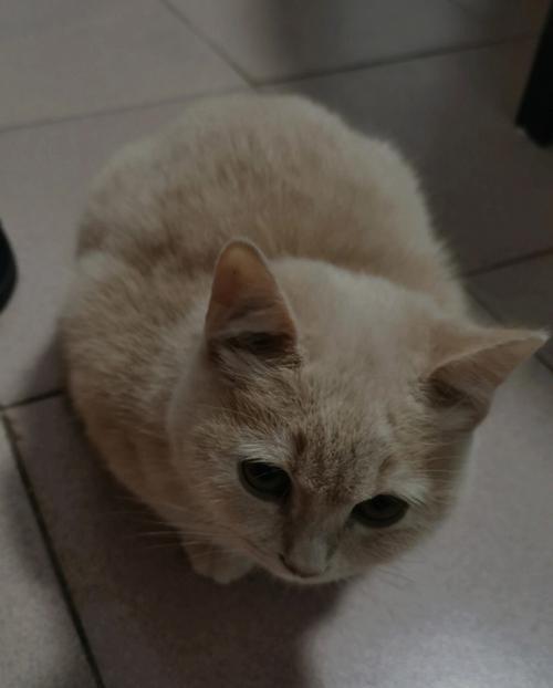 猫尿味去除大作战（15个实用妙招让你告别猫尿味）