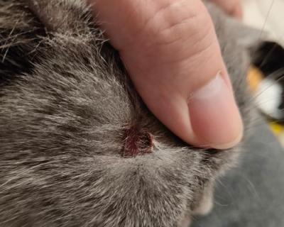 宠物猫癣的治疗要点（细节决定成败——三方面需要注意）
