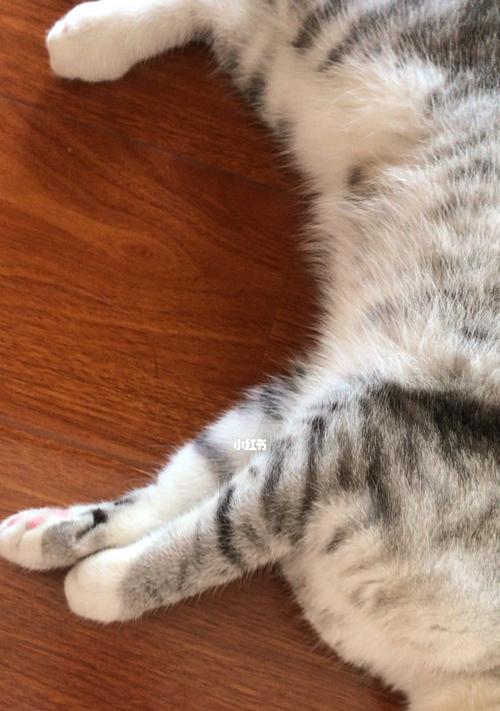 宠物猫咬人应对指南（严加管教，避免猫咬伤人，）