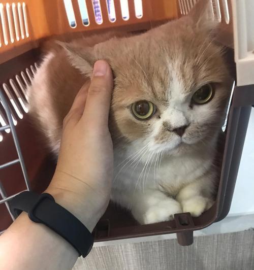 如何掌握猫咪的合理进食时间？（每日进食次数、合理饮食量和注意事项）