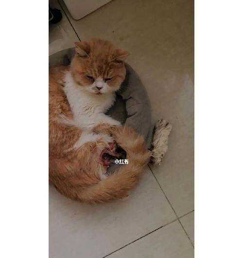 猫有九条命的真相（以宠物为主，揭开这个神秘的传说）