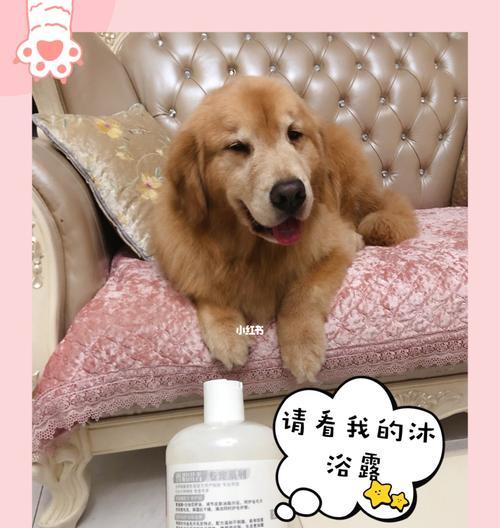 毛发长狗狗的沐浴指南（选择适合毛发长的狗狗使用的沐浴露）