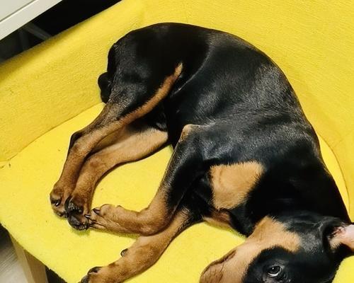 迷你杜宾犬的皮肤病治疗方法（宠物的健康，就是我们的责任）