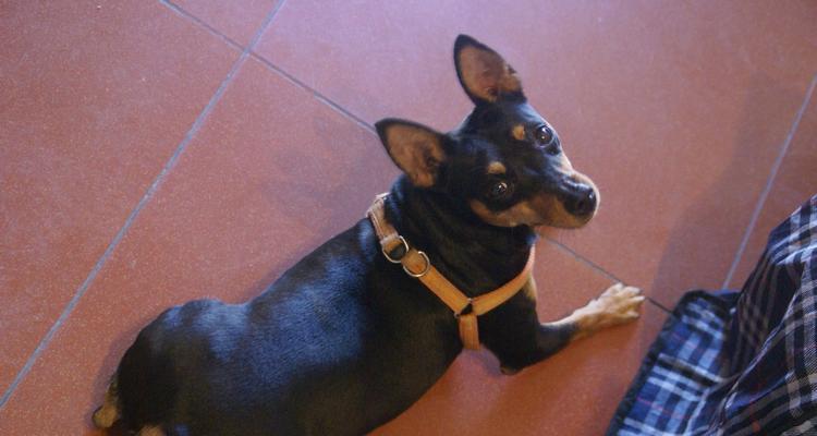 迷你杜宾犬的洗澡频率（如何正确给迷你杜宾犬洗澡以及洗澡的注意事项）