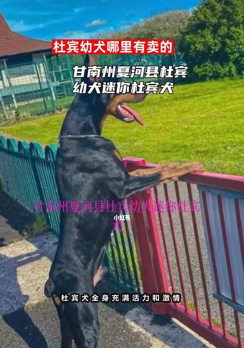 迷你杜宾犬养护全攻略（从饲养到训练，如何给你的迷你杜宾犬提供最佳关爱）