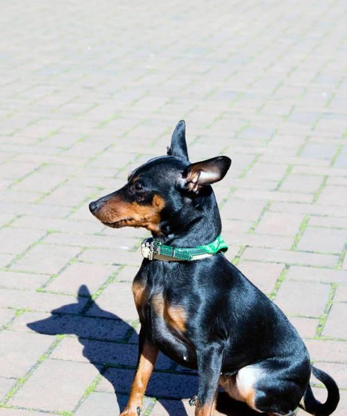 小犬连喷嚏？这是个问题！（迷你杜宾犬打喷嚏的原因及如何解决）