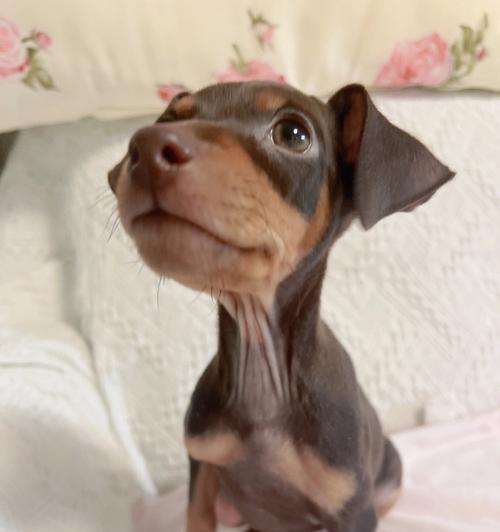探究迷你杜宾犬经常舔嘴巴的原因（从生理、心理等多个角度解析）