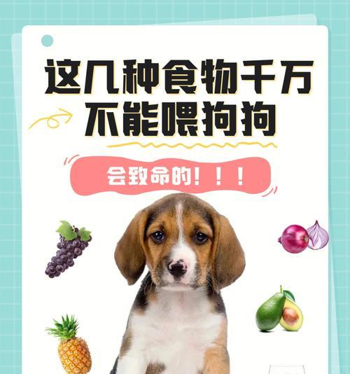 狗狗的健康饮食指南（哪些食物狗狗少吃或最好不吃）