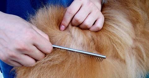 如何判断博美犬假怀孕？（宠物爱好者必知的15个方法！）