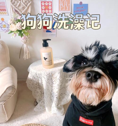 皮屑多的狗狗怎么办？适合使用哪种沐浴露（给宠物舒适洗澡，从选对沐浴露开始）