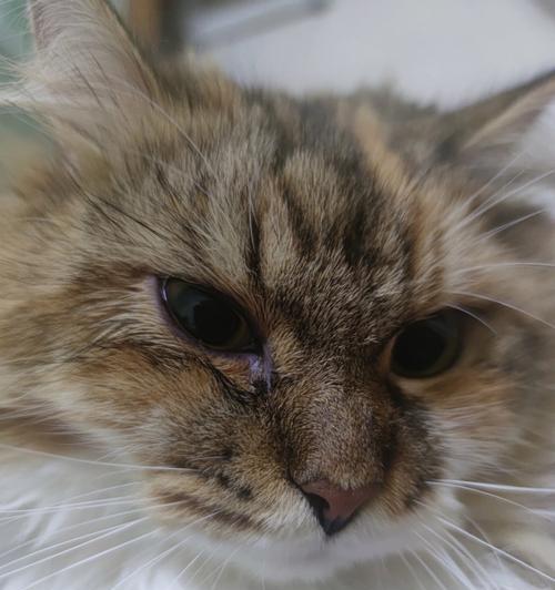 宠物猫咪眼部健康的护理方法（关注眼部健康，让猫咪更健康）
