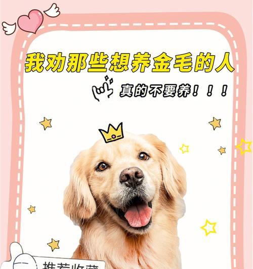 金毛狗狗的除蚤驱虫必知指南（宠物主人必看，金毛狗狗健康护理秘籍）