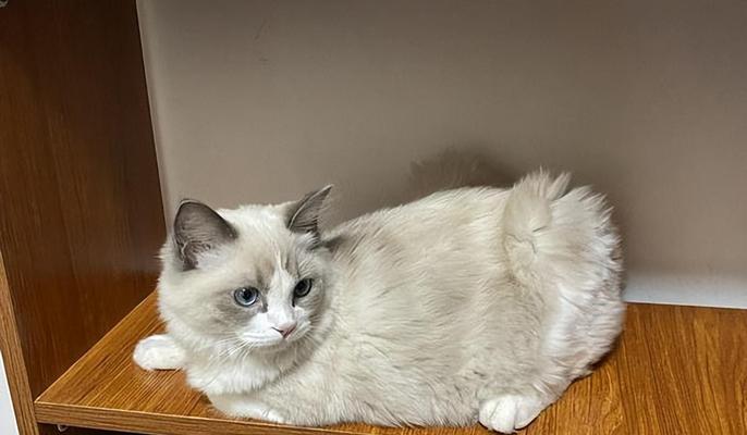 如何清洁护理布偶猫的毛发（平常护理技巧让布偶猫的毛发更健康）