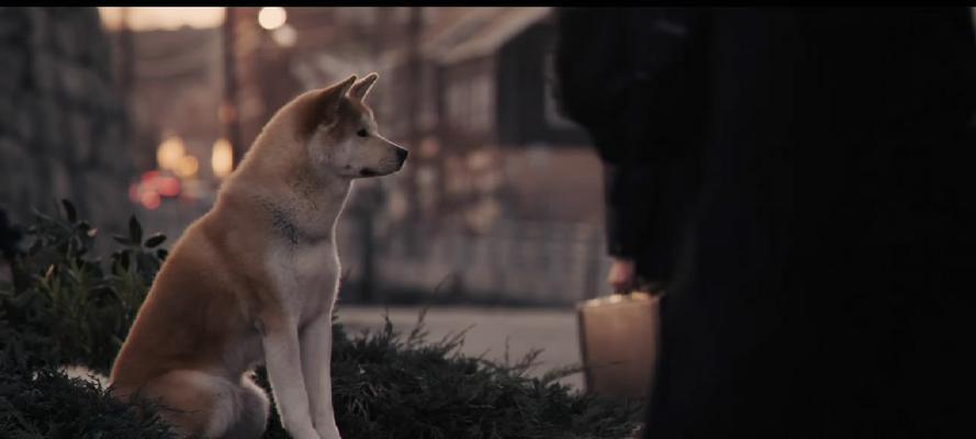 秋田犬生病的症状表现及应对措施（了解秋田犬病症，宠物健康无忧）
