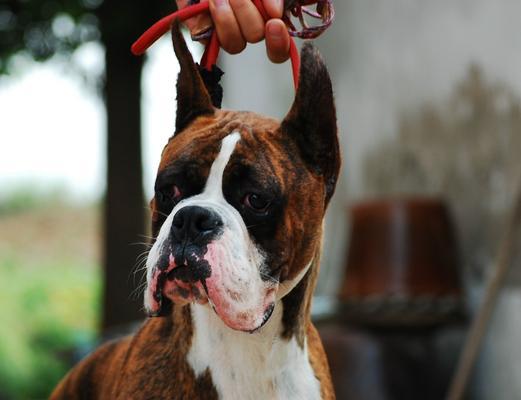 探究以拳师犬幼犬性格的六项行为测试（了解拳师犬幼犬的个性特点与行为表现，掌握六项测试方法）