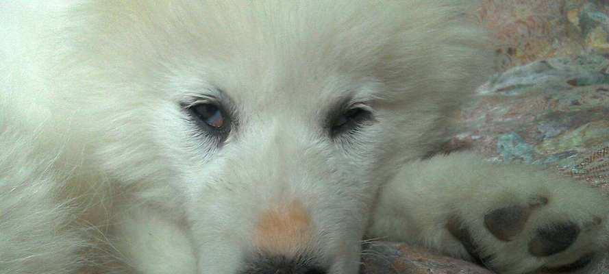 以犬瘟热的治疗方法实现有效治疗（宠物爱好者必备）