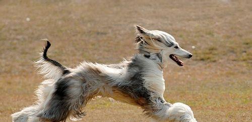 让你的阿富汗犬毛发更加光彩照人（掌握这些方法，让你的宠物毛发充满生机与活力）