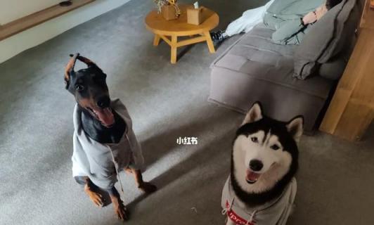 如何训练哈士奇安静？（以宠物为主，15种方法教你让哈士奇安静下来）
