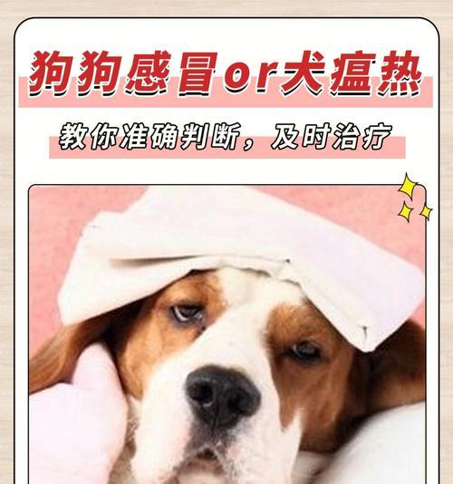 急救宠物（宠物中了“刺头”？你需要了解这些知识）