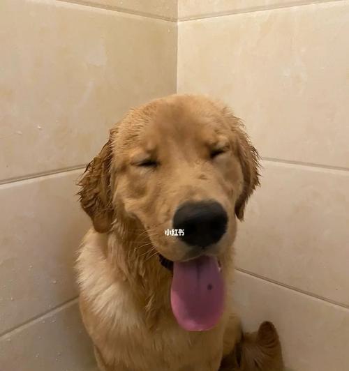 给爱犬洗澡的正确方法（注意这些事项，让宠物健康幸福）