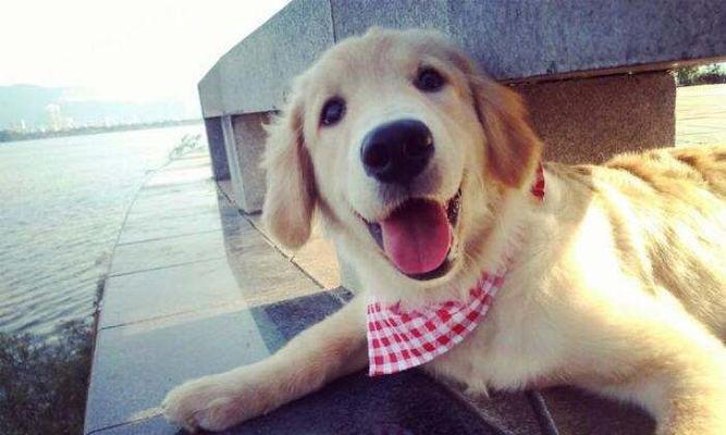 如何让你的金毛犬的毛发光彩照人（保持金毛犬犬毛亮泽的秘诀和技巧）
