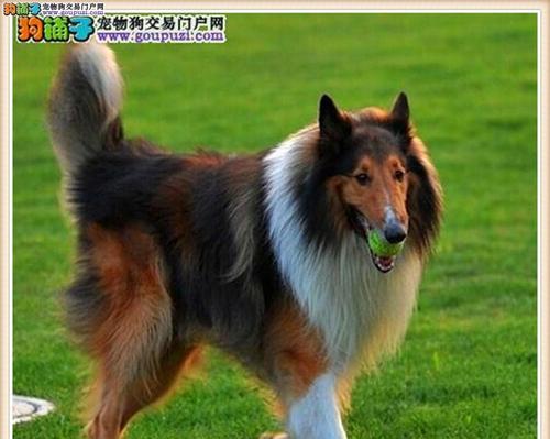 如何判断苏格兰牧羊犬是否健康？（宠物狗常见疾病和健康指标）