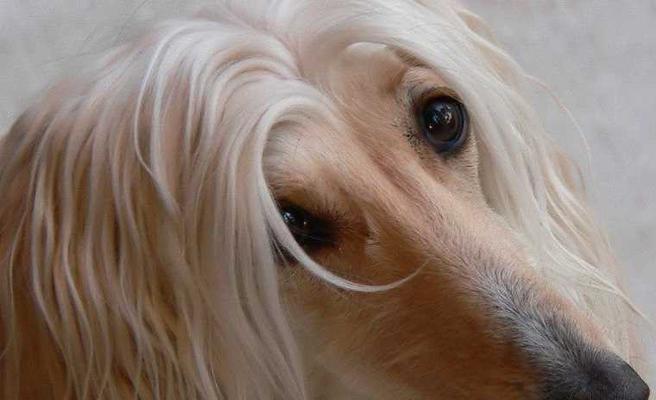 如何挑选容易训练的阿富汗猎犬（从宠物主人的角度出发，教你选取优秀的阿富汗猎犬）