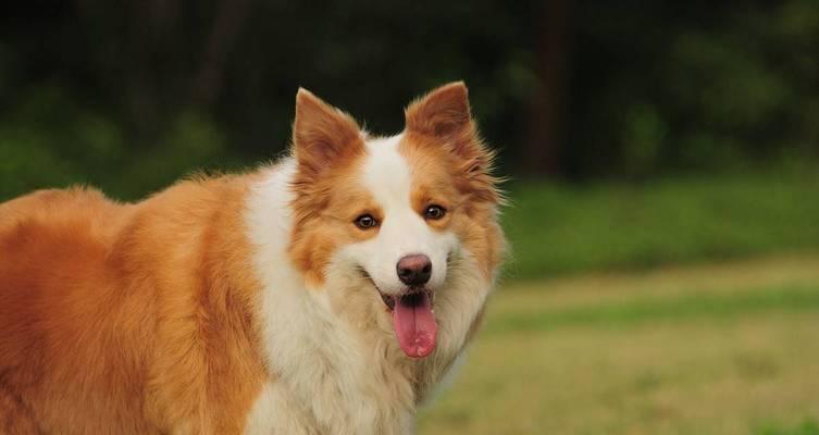 如何训练牧羊犬（培养适当的行为和成效）