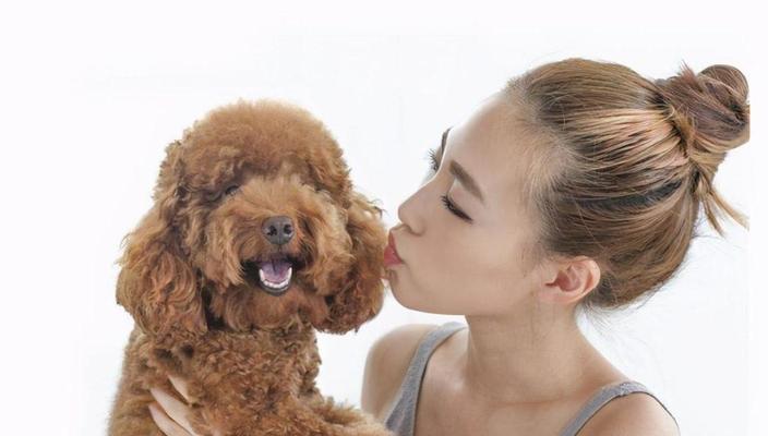 如何训练泰迪狗狗安静留在家中（掌握方法让泰迪狗狗在家舒适安静待着）