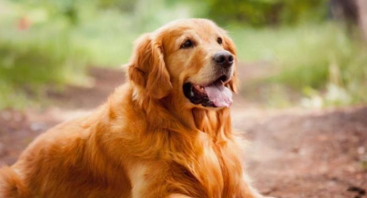 如何培养友善的金毛犬（从幼犬到成犬，关键在于社交化训练）