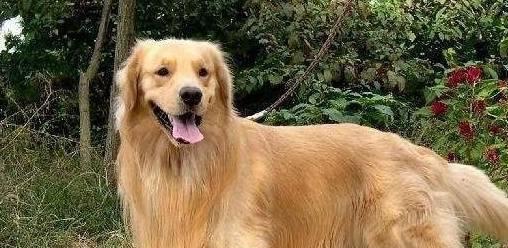 如何培养一只柔顺飘逸的金毛犬？（让它成为你的最佳伴侣）
