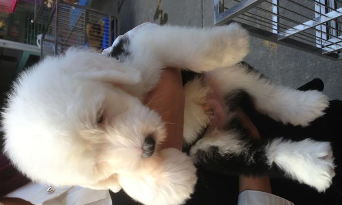 如何正确地奖励和惩罚爱犬古牧（以宠物为主，让爱犬快乐成长）