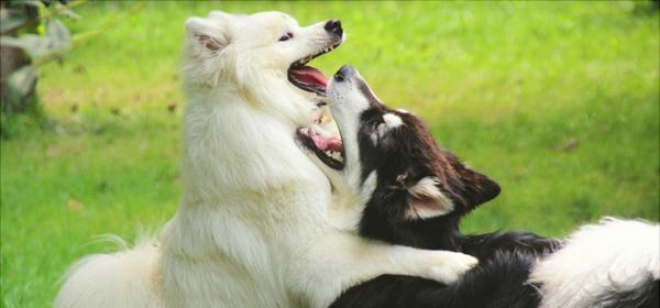 如何训练你的萌萌犬——以萨摩耶犬为例（掌握基本方法和技巧，让你的宠物更听话更乖巧）
